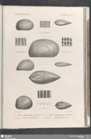 Pl. 421