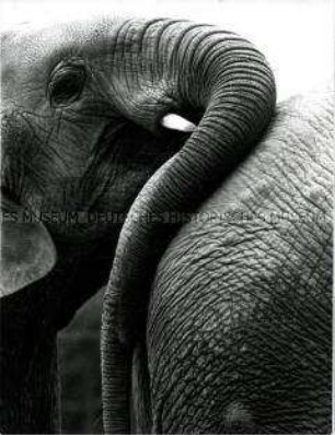Elefant legt Kopf und Rüssel an das Hinterteil des Elefanten vor ihm (Altersgruppe 14-17)