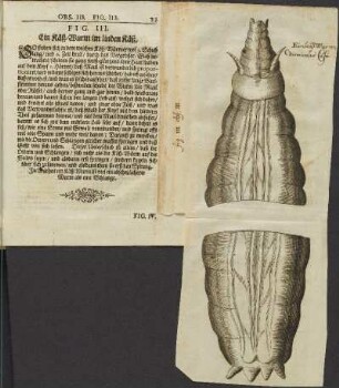 Illustration 15: fig. III obs. III.