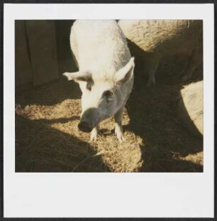 Mangalica-Schweine (Wollschwein) bei Richard Triebaumer in Rust