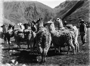 Lasttiere : Als Lasstiere genutzte Lamas warten auf ihre Beladung.
