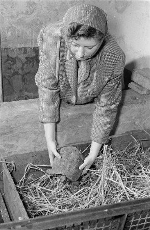 Reportage "Der Zoo wintert sich ein". Griechische Landschildkröten werden zum Winterschlaf von November bis April im Zoo Dresden in mit Laub und Stroh gefüllte Kisten getan