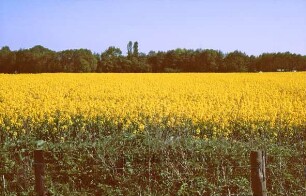 Rapsfeld