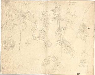 Neureuther, Gottfried von; Pflanzen - Pflanzen (Studie)