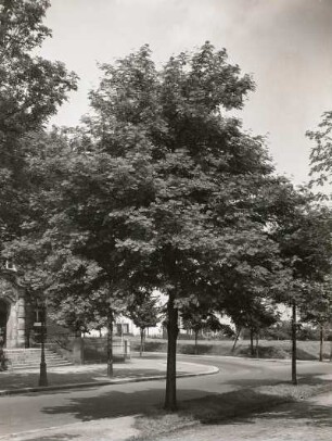 Vogelbeere oder Eberesche (Sorbus aucuparia, L. ; Syn. Pyrus aucuparia, Gaertner) in Dresden auf der ehemaligen Teplitzer Straße. Belaubt