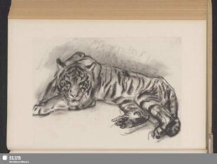 [Tiger]