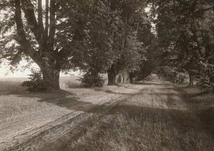 Lindenallee