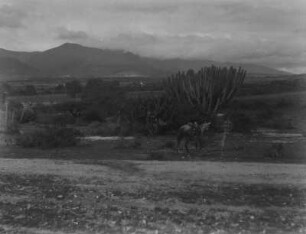 Landschaft mit Kakteen : Kakteen in einer Landschaft im Mexiko. Im Vordergrund ein Mann mit einem Pferd.