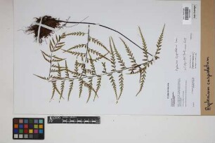 Asplenium cuspidatum Lam.