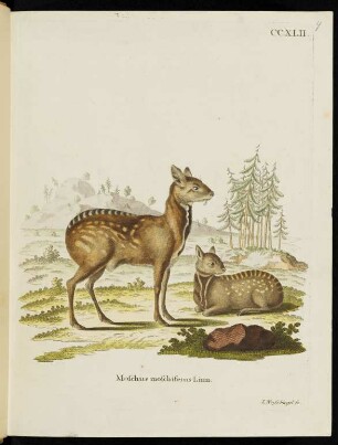 CCXLII. Moschus moschiferus Linn.