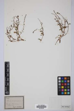Rumex bucephalophorus L.