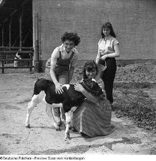 Rinder - Offenstall, Frauen mit Kälbchen