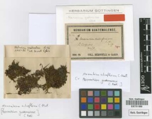 Macromitrium subreflexum Müll.Hal. [type]