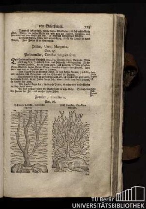 Cap. 16. Corallen, Corallium.