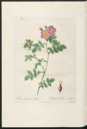 Rosa Rubiginosa triflora. Rosier Rouillé à trois fleurs. Chapuy sculp.