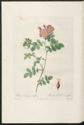 Rosa Rubiginosa triflora. Rosier Rouillé à trois fleurs. Chapuy sculp.
