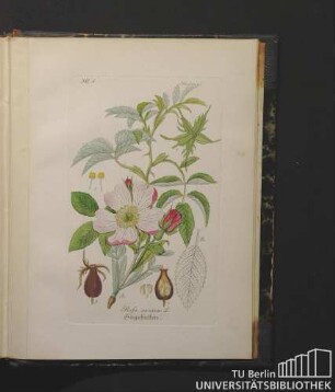 Rosaceae. Rosa canina L. Hagebutten.