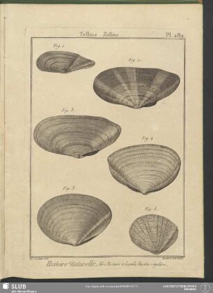 Pl. 289. Telline. Tellina