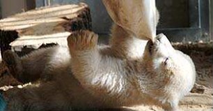 Knut und seine Freunde