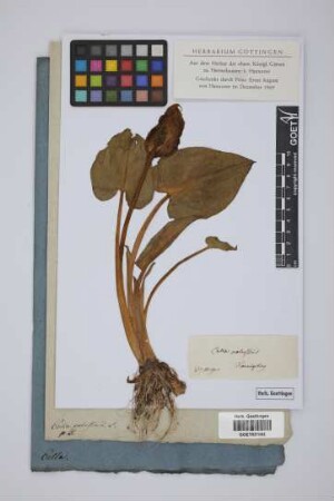 Calla palustris L.