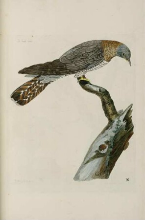The Female Cuckoo