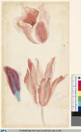 Studie von Tulpenblüten