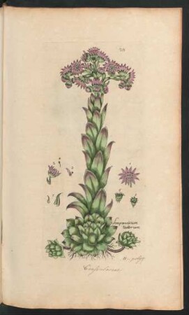 251. Sempervivum tectorum