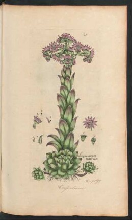 251. Sempervivum tectorum