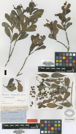 Purdiaea stenopetala Griseb. [isotype]