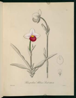 44r-44v, Selenipedium Schlimii Lind.