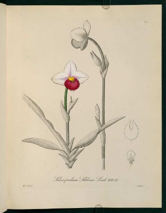 44r-44v, Selenipedium Schlimii Lind.