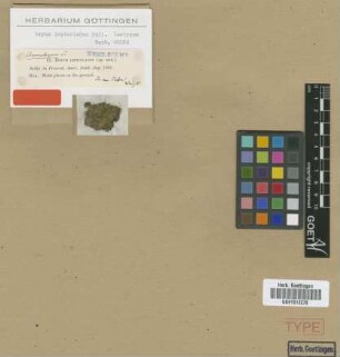 Bryum leptocladon Sull. [isotype]