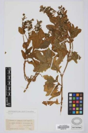 Andryala pinnatifida Aiton