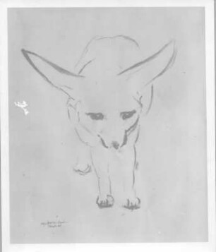Stehender Wüstenfuchs (Faruk). Kohlezeichnung (1938; E. Richter). Eigentum der Künstlerin
