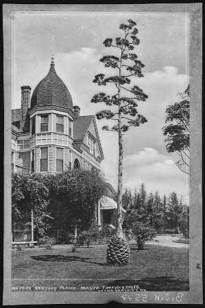 Rialto, Hotel. Century Plant, Rialto, Cal.