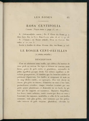 65-66, Rosa Centifolia (Crenata.) Le Rosier Cent-Feuilles (à folioles crénelées.)