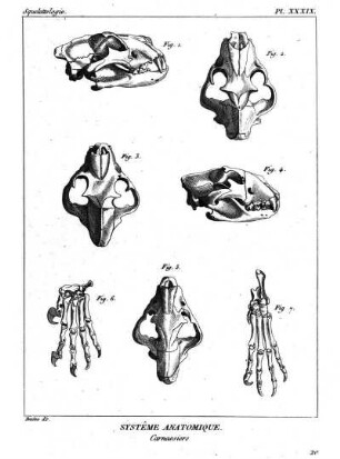 Pl. XXXIX. Systême Anatomique. Carnassiers.