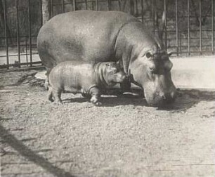 Dresden. Zoologischer Garten. Flusspferd (Hippopotamus amphibius) mit Jungem