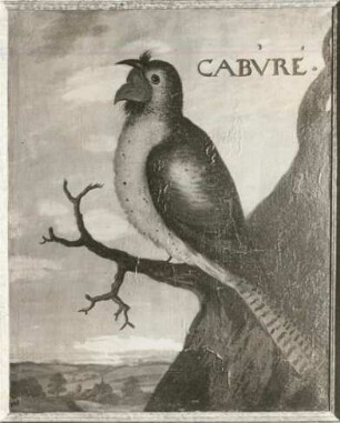 CABVRE brasilian. Schleierkauz (Strix brasiliana L.)