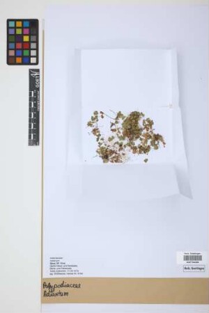 Adiantum