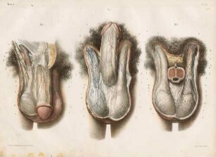 Genitalien des Mannes