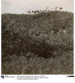 "Sträucher,Tahiti"