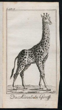 Die Männliche Giraffe