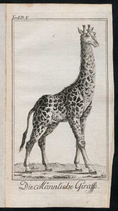 Die Männliche Giraffe