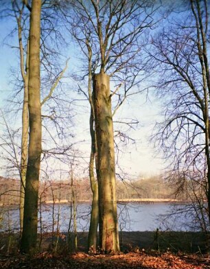 Naturerlebnis Grabau: halb gefällter Baum, dahinter See