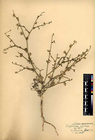 Ranunculaceae Delphinium rigidum Candolle, Augustin Pyramus de (1778 - 1841) [El-badd]