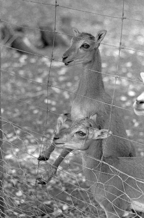 Nachwuchs bei den Mufflons im Tierpark Oberwald.