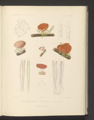 Sarcoscypha Coccinea