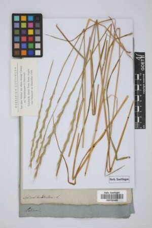Lolium temulentum L.