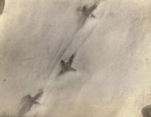 Birkhuhn (Lyrurus tetrix L.), Trittsiegel des balzenden Hahns im Schnee